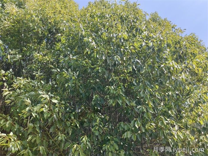 海南海口地区常用苗木种类(图1)