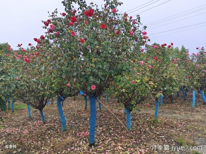 冬季苗木的修剪与养护(图1) 冬季苗木的修剪与养护(图1)