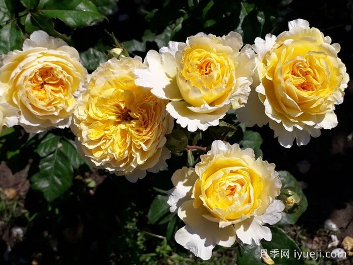 可四季开花的9种月季,颜值与勤花缺一不可(图4) 可四季开花的9种月季,颜值与勤花缺一不可(图4)