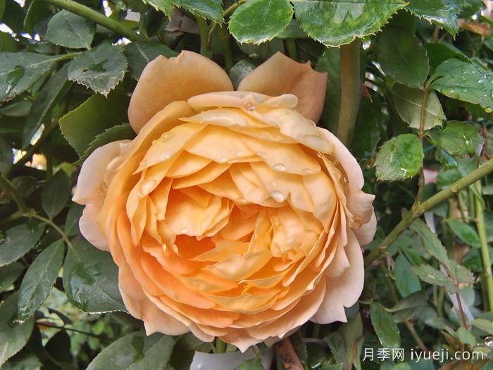 可四季开花的9种月季,颜值与勤花缺一不可(图5) 可四季开花的9种月季,颜值与勤花缺一不可(图5)