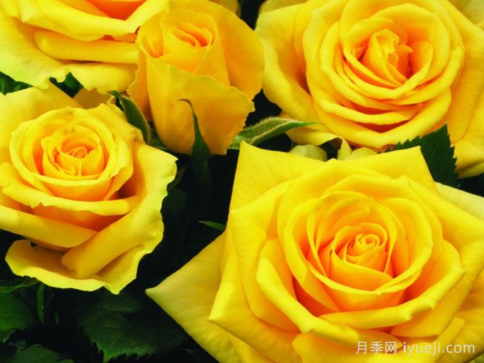 可四季开花的9种月季,颜值与勤花缺一不可(图8) 可四季开花的9种月季,颜值与勤花缺一不可(图8)