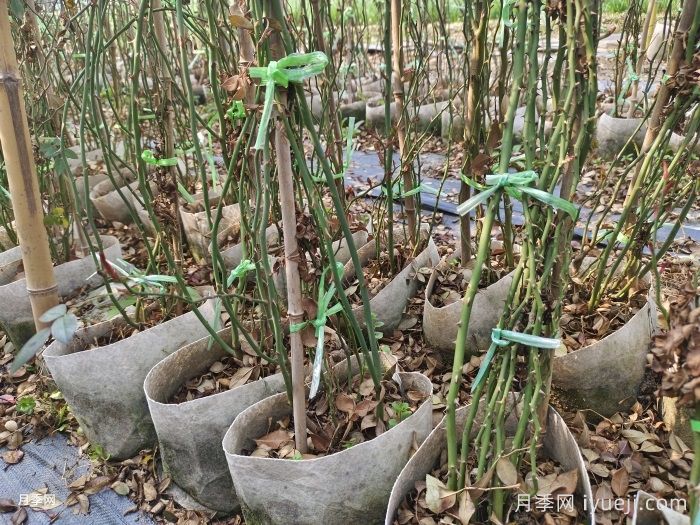 藤本月季冬剪攻略，来年长的快开花多(图1)