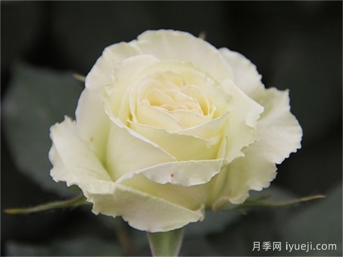 9款绿色系月季品种，清逸绝尘的绿美人(图3)