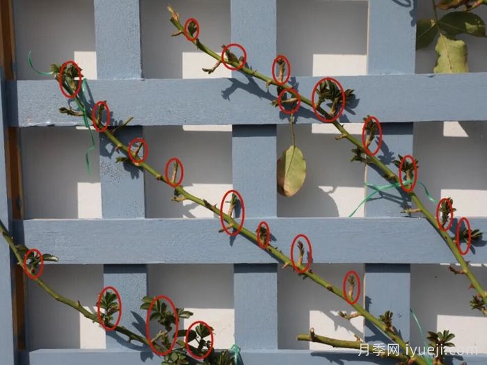 藤本月季冬季修剪和牵引办法，想要春天爆花就认真看(图4)