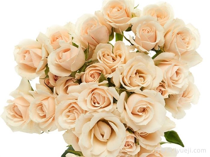 白色玛祖利卡月季/白色马约利卡White Majolika(图2)