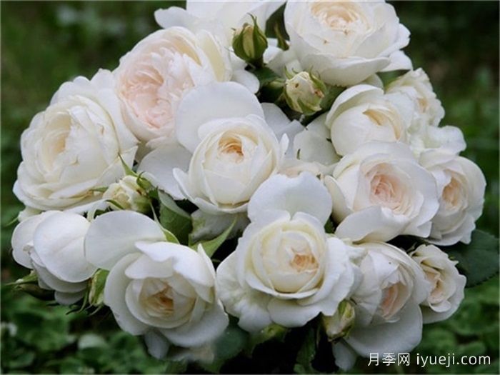 白色天堂月季/西塞罗月季Cielo(图1)