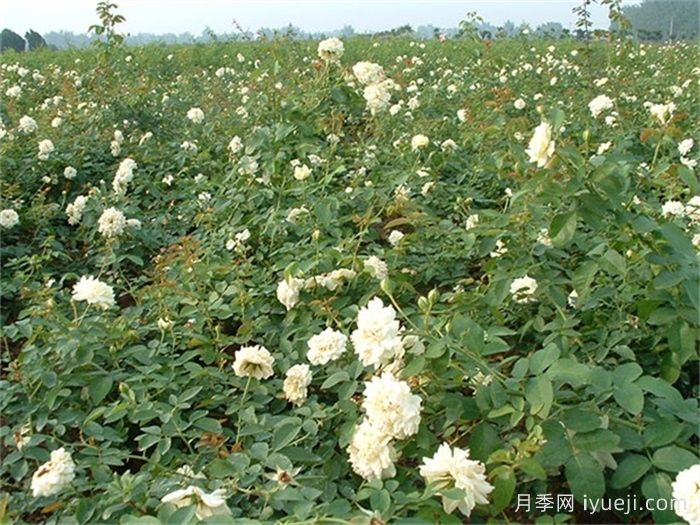 白卧龙月季(图2)