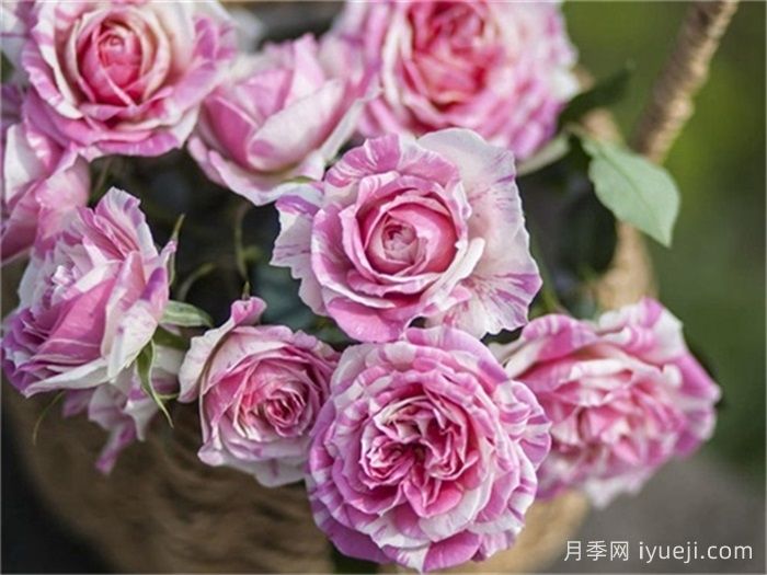 薄荷冻糕月季Peppermint Parfait(图1)