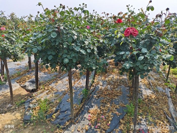 树状月季的移栽方法及其注意事项(图2)