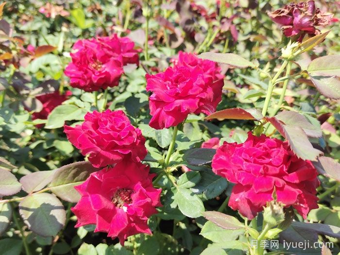 绍兴漓渚镇:一株花木如何成就了国家级田园综合体?(图1) 绍兴漓渚镇:一株花木如何成就了国家级田园综合体?(图1)