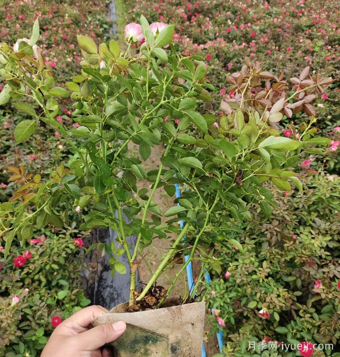 温度对月季成长有什么影响？(图1)