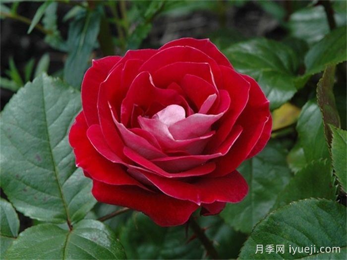 轻松月季/别紧张月季Take It Easy(图1)