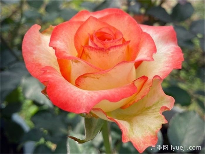 波西米亚月季Boheme(图1)