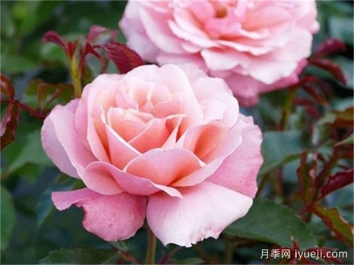 波提雪莉月季/波提切利月季Botticelli(图1)