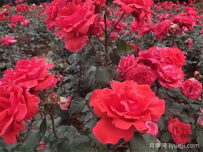 湖北大花月季怎样管理，才能多开花？(图1)