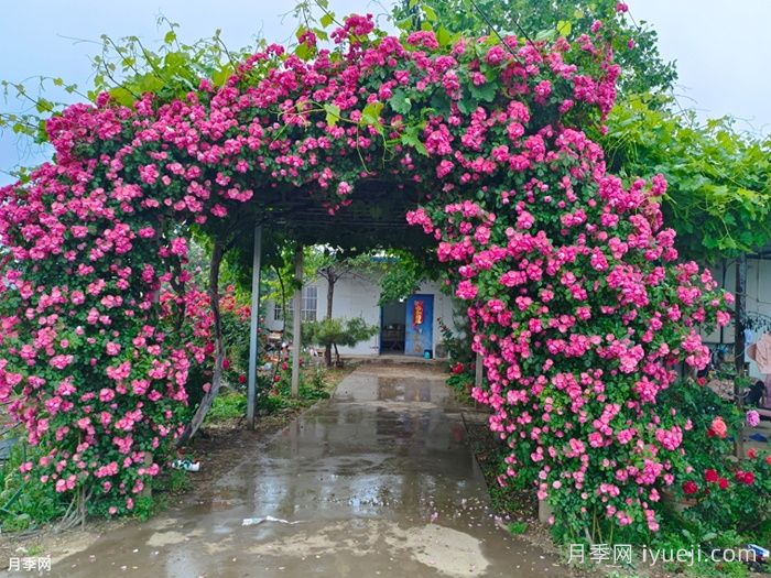 藤本月季该如何修剪?南阳基地告诉你方法(图3) 藤本月季该如何修剪?南阳基地告诉你方法(图3)