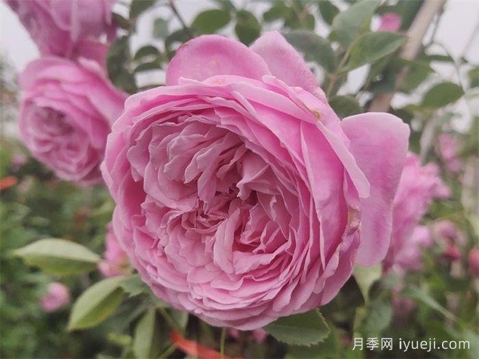 分享50个浓香四溢的月季品种(图9)