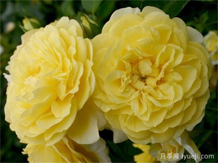 10款黄色月季品种，花期超长抗病强(图1)