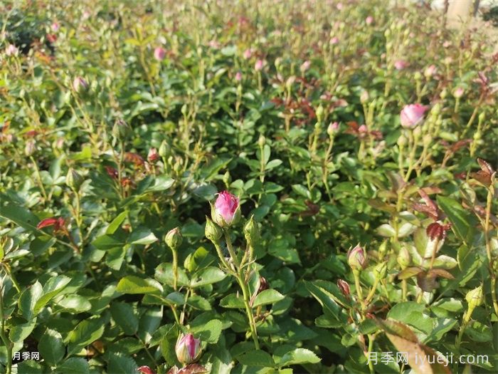 月季要疏蕾？看个人意愿和植物状态(图2)