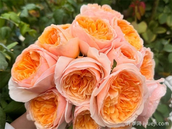 50种经典切花月季品种，实现玫瑰瓶插自由(图2)