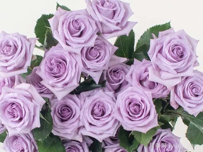 50种经典切花月季品种，实现玫瑰瓶插自由(图7)