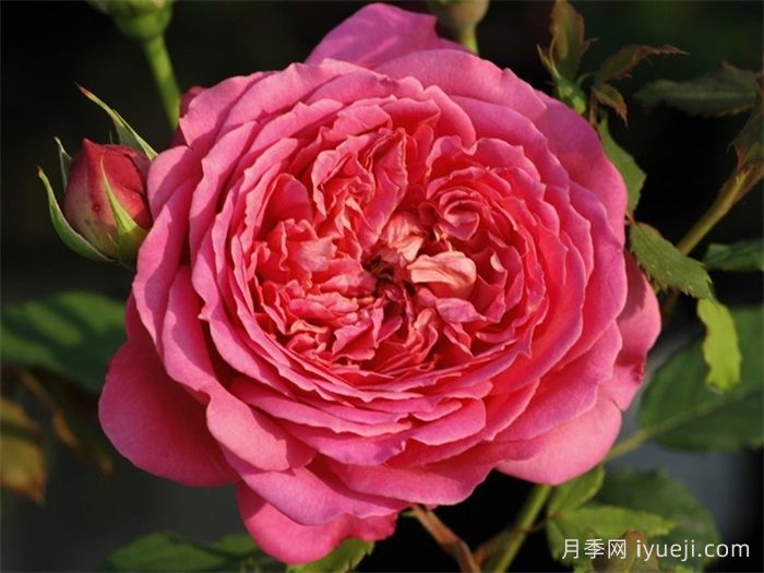分享50个浓香四溢的月季品种(图7)