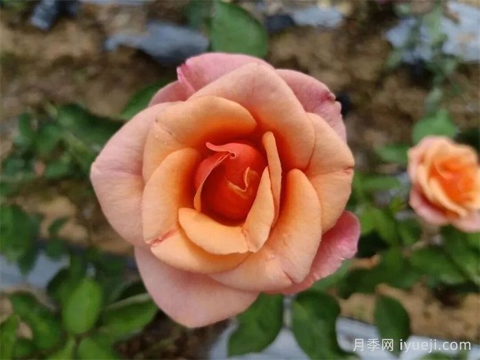 南阳4个月季新品种获国家新品种权(图1)