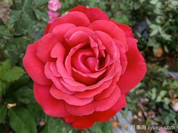 南阳4个月季新品种获国家新品种权(图2)