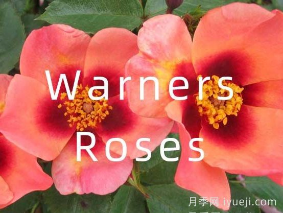 月季育种家:英国Warners Roses(华纳月季苗圃)(图1) 月季育种家:英国Warners Roses(华纳月季苗圃)(图1)