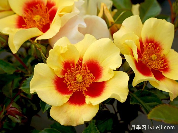 老虎眼睛月季/老虎之眼/虎之眼Eye of the Tiger(图2)