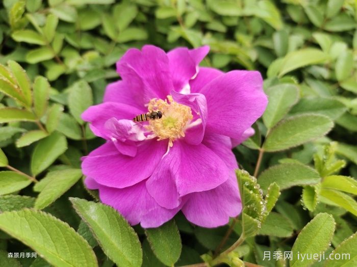 你知道月季和玫瑰有什么区别？(图2)