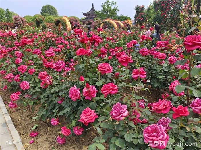 南阳月季上太空了，太空辐射诱变月季种子(图1)
