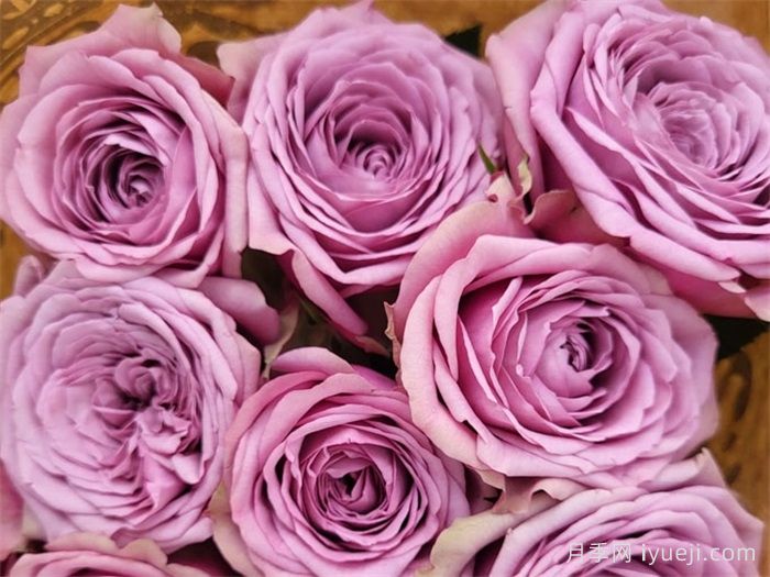 烟熏眼月季/烟熏阴影月季Smokey Eyes(图1)