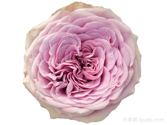 烟熏眼月季/烟熏阴影月季Smokey Eyes(图2)