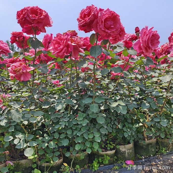 广东地区月季的修剪和养护(图1)