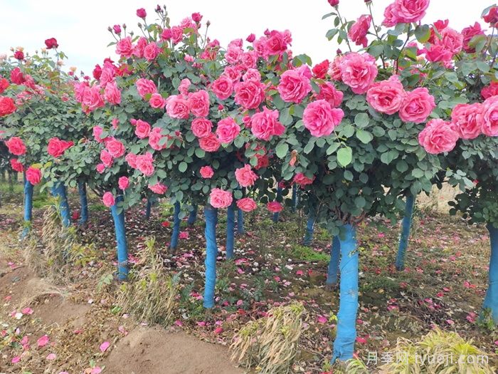 月季花越剪越旺，教你不同情况下月季花的修剪方法(图1)