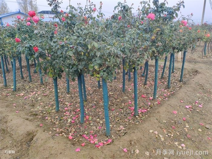 月季科学养护浇水施肥，让你少走弯路(图2)