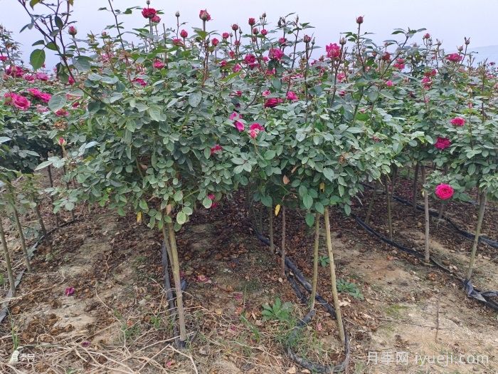 月季开花后的修剪(图1)