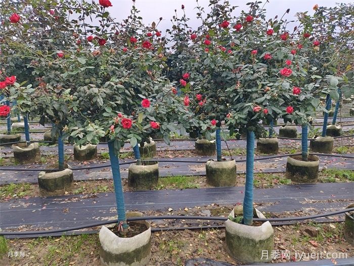 月季入秋养护知识，秋季修剪现在开始(图1)