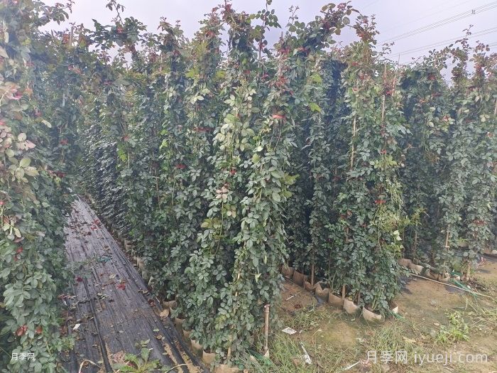 月季入秋养护知识，秋季修剪现在开始(图2)