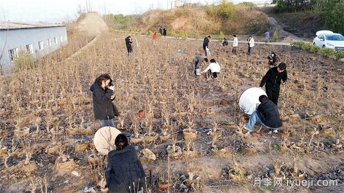 南召玉兰：直播带货成苗木升级新引擎(图1)