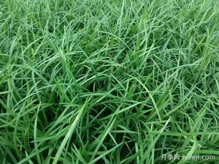 庭院十大经典地被植物(图1)