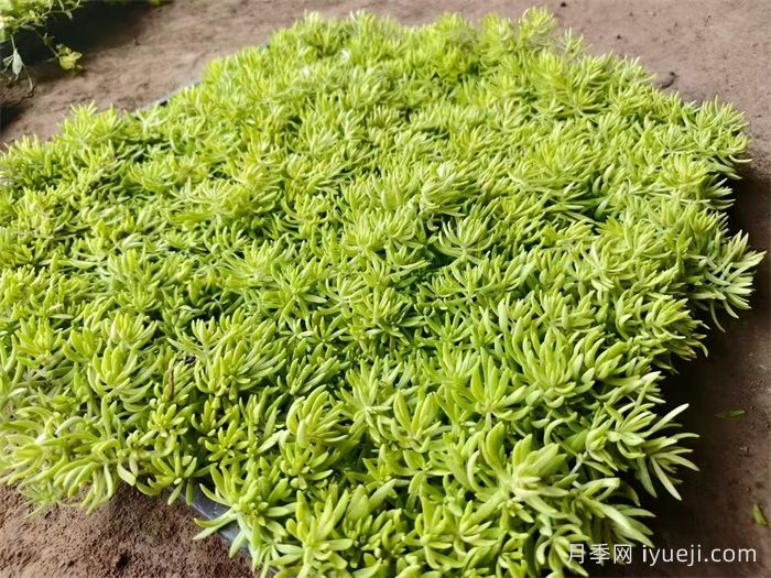 庭院十大经典地被植物(图2)