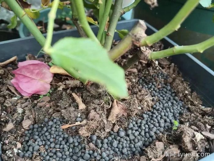 地栽月季什么时候追肥？冬季施肥要及时(图2)