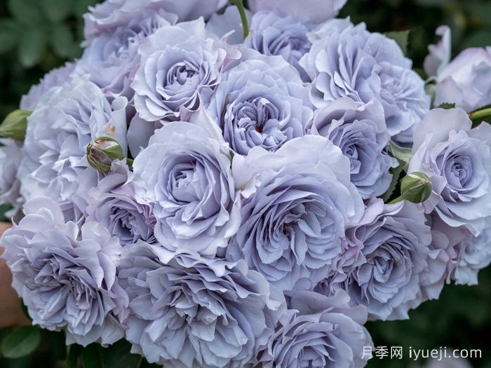 推荐抗病耐雨淋的低维护月季品种(图5)