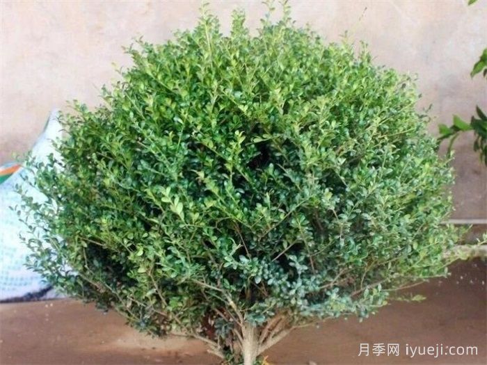 龟甲冬青干枯掉叶怎么办？(图1)