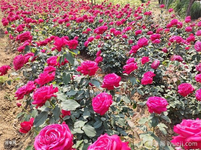 切花月季嫁接苗的栽培技术(图2)