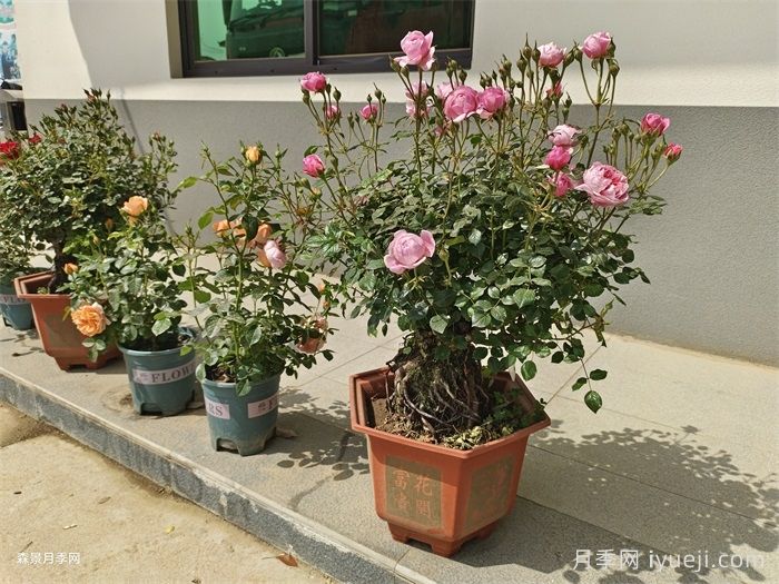 月季用什么样的花盆种植比较好？(图1)