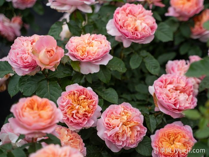 锦嫣月季，藤灌二用，美得不像话(图2)