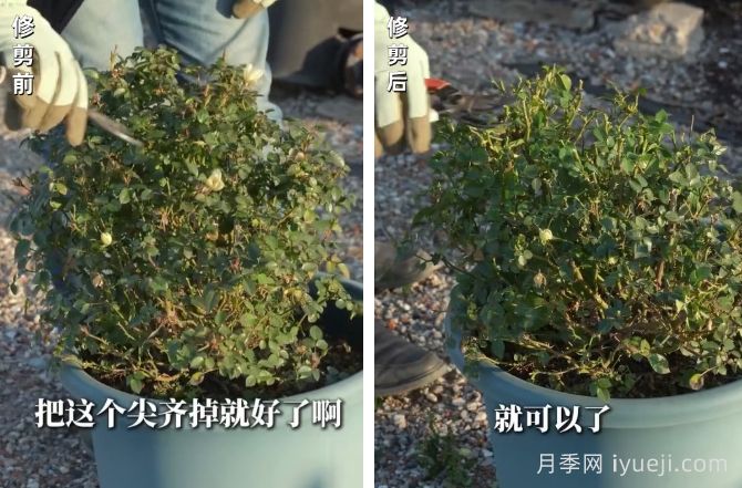 微型月季冬季修剪办法，春天继续爆花(图2)